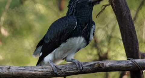 trumpeter_hornbill_chick